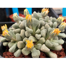 T.luederitzii (Luederitz) - Seed